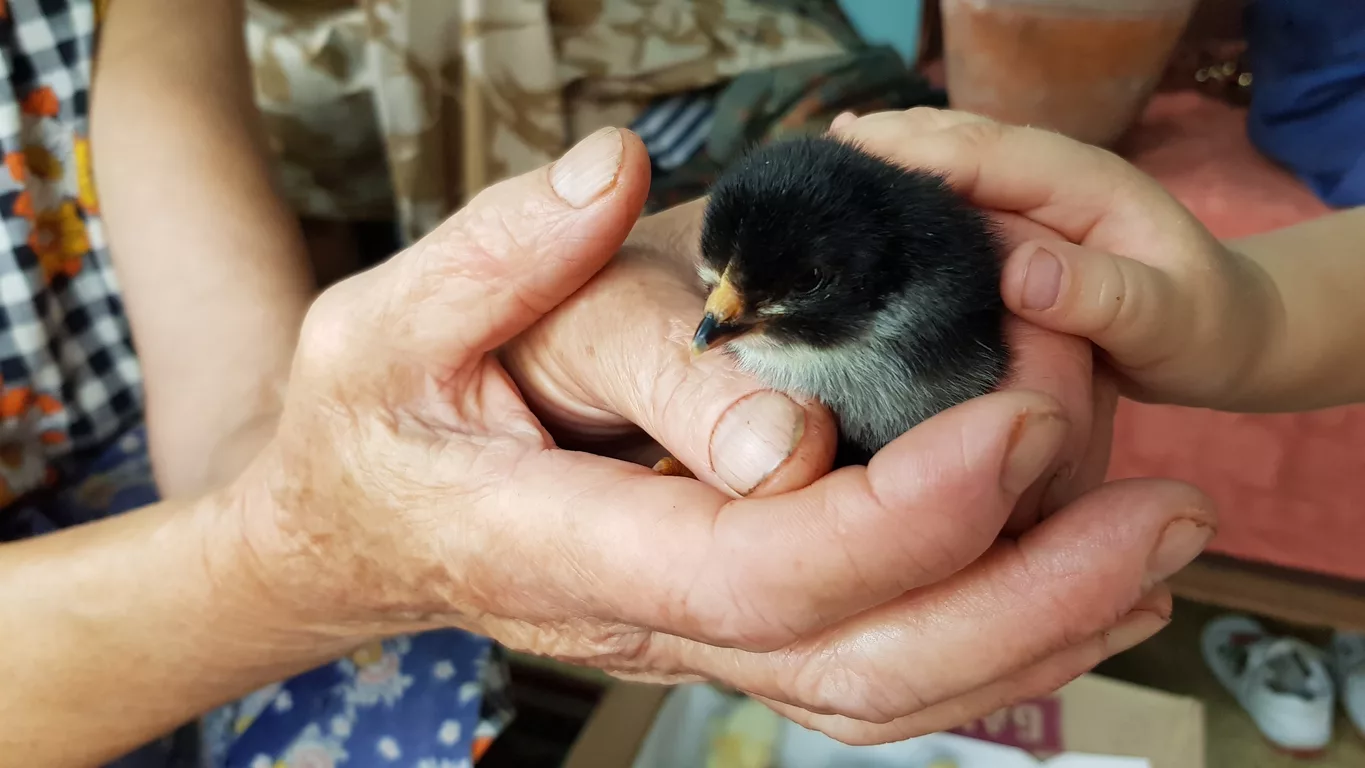 hatched-chick-in-hands-of-senior-woman-and-child-fingers-touching-small-bird