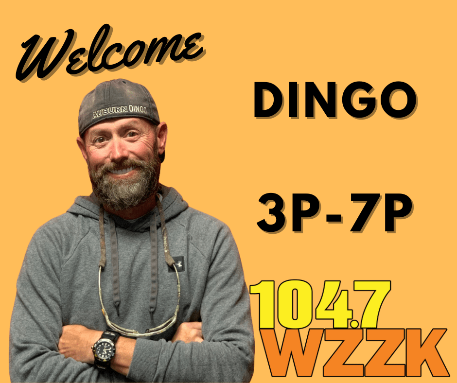 dingo-afternoonsn-3p-7p
