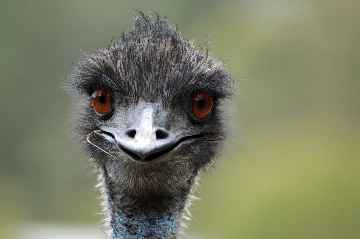 emu