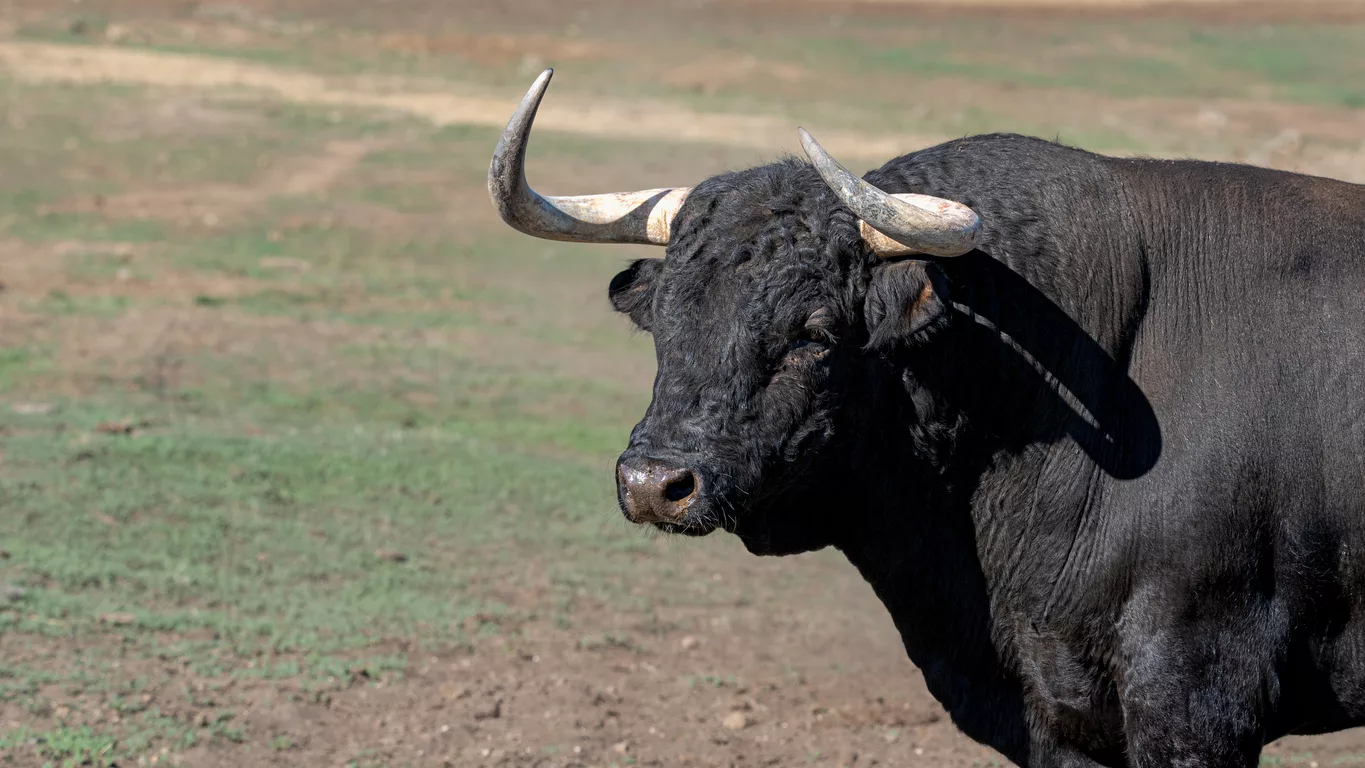 portrait-of-a-spanish-fighting-bull