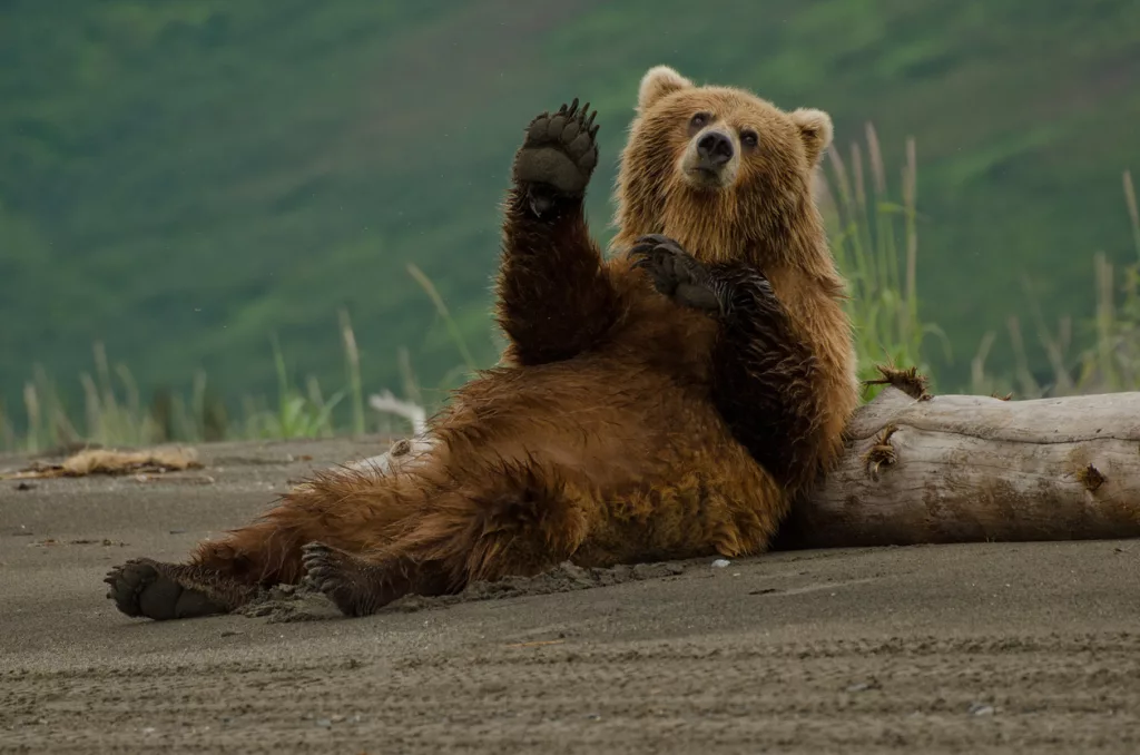 coastal-brown-bear