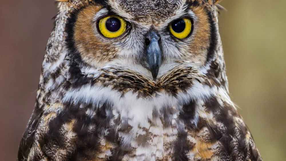 great-horned-owl-portrait