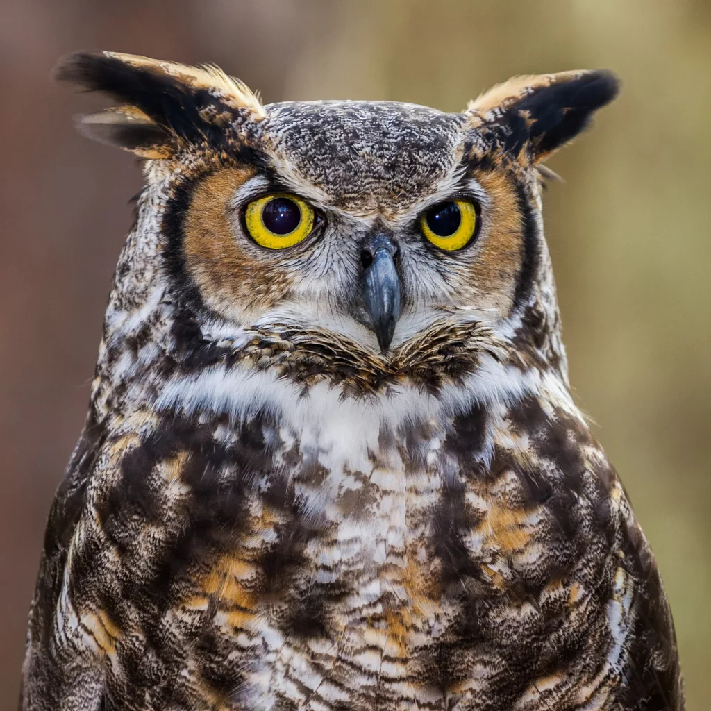 great-horned-owl-portrait