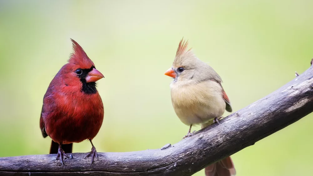 male-and-female-cardinal-birds