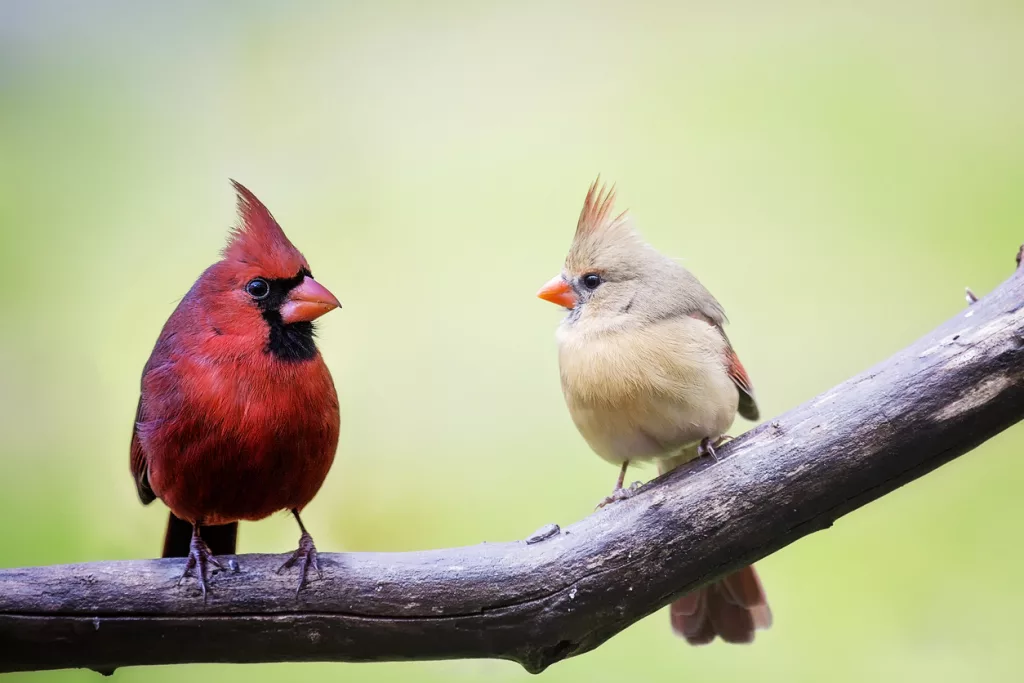 male-and-female-cardinal-birds