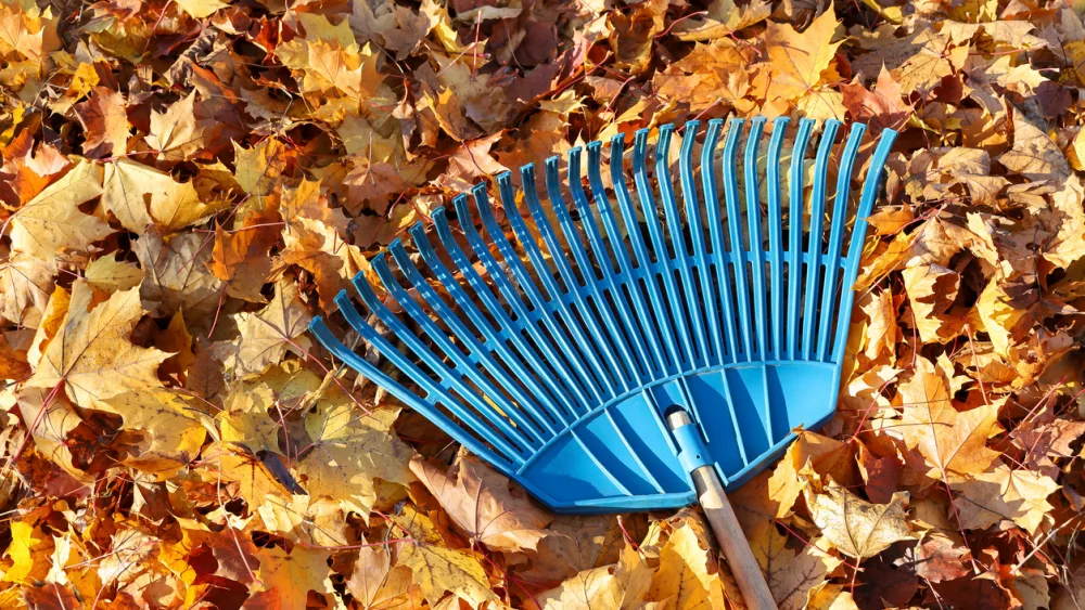 garden-leaf-rake-on-surface-of-fallen-maple-leaves-on-autumn-sunny-day