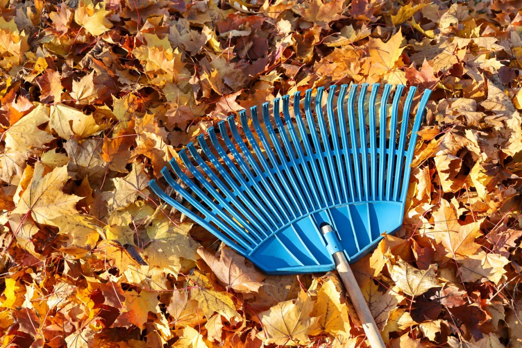 garden-leaf-rake-on-surface-of-fallen-maple-leaves-on-autumn-sunny-day