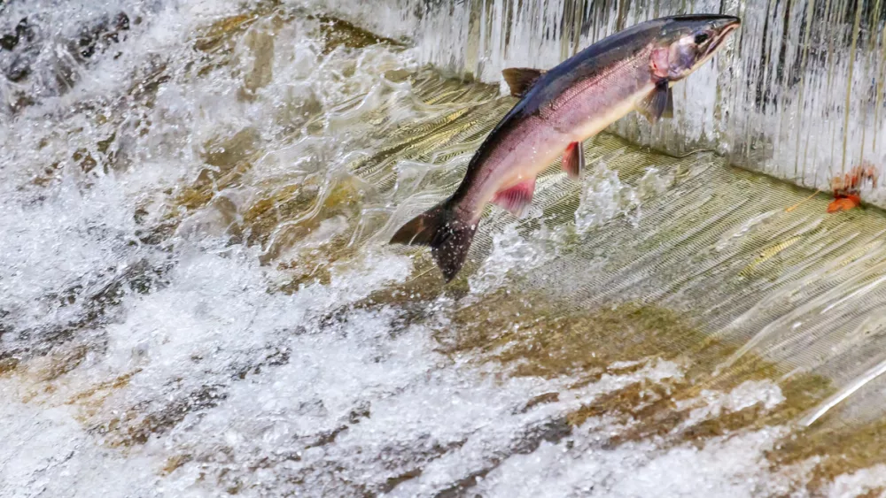 chinook-coho-salmon-jumping-issaquah-hatchery-washington-state