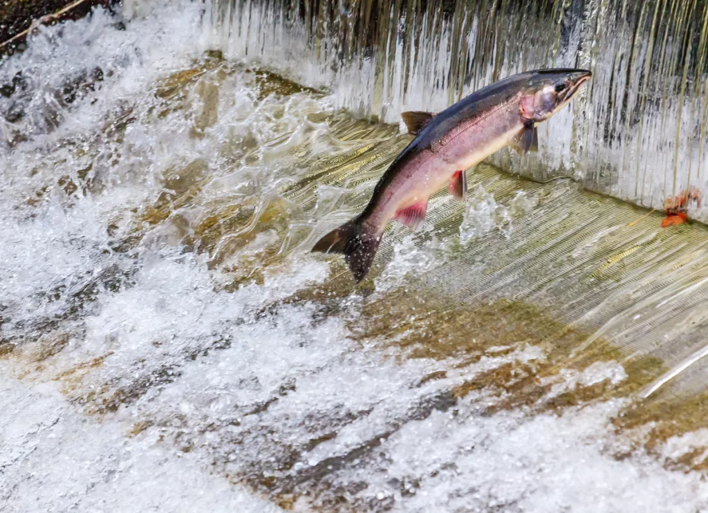 chinook-coho-salmon-jumping-issaquah-hatchery-washington-state