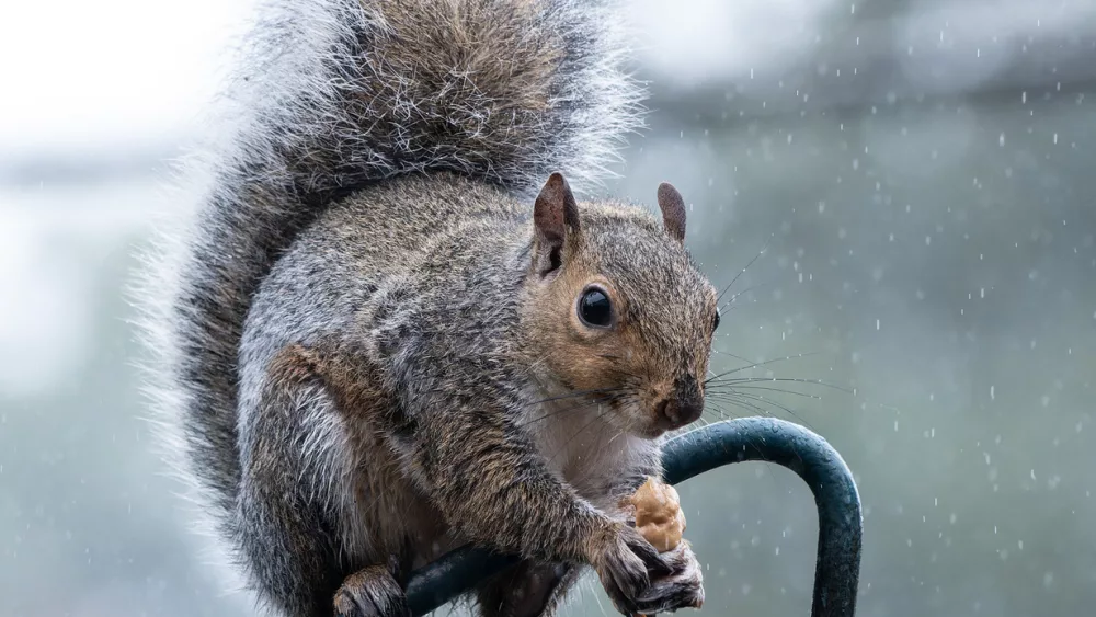 a-grey-squirrel-raids-a-bird-feeder