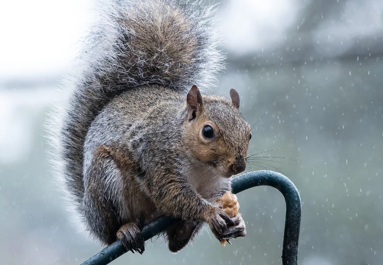 a-grey-squirrel-raids-a-bird-feeder