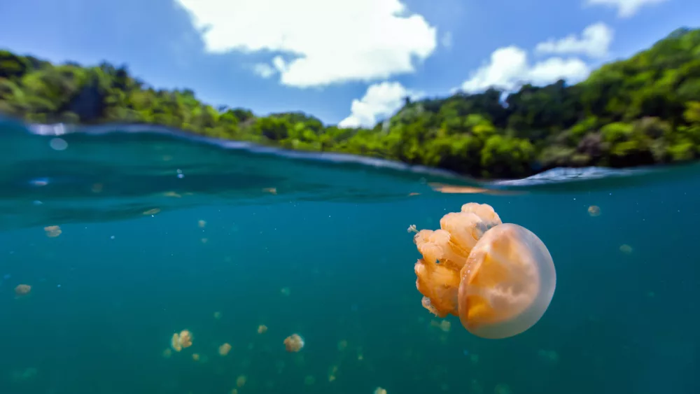 jellyfish-lake