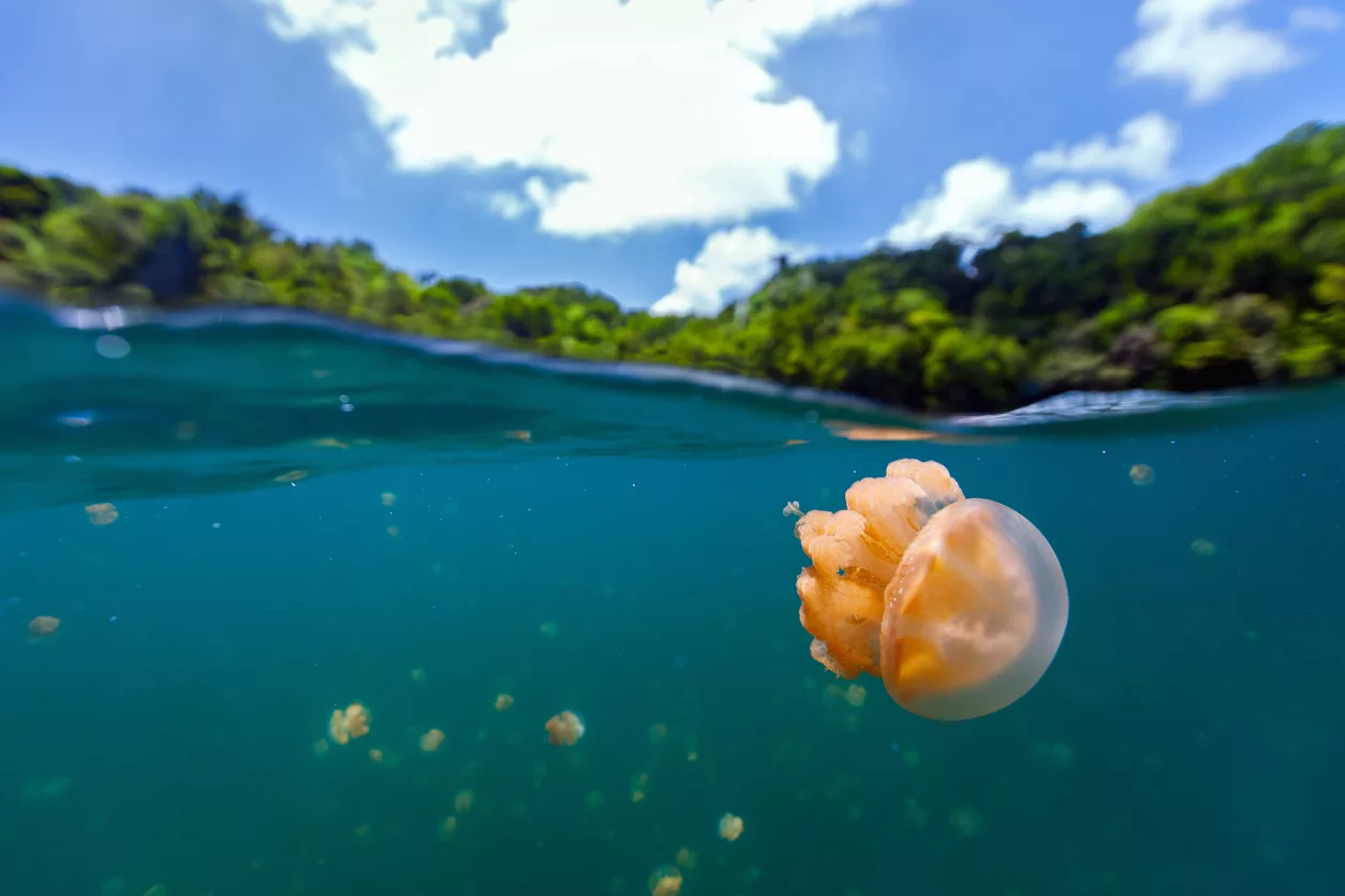 jellyfish-lake