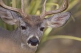 deer-hunt
