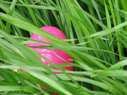 easter-egg-hid-in-grass
