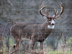 deer-fenced-in-preserve