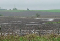 cornfield-wet