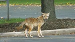 coyote-on-street