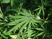 marijuana-plants
