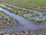 soybeans-flooded