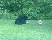 black-bear-in-northern-indiana-indy-star