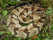 rattlesnake-brown-county