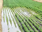 flooded-soybean-field-2