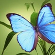 harris-butterfly
