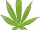marijuana-leaf-2