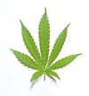 marijuana-leaf-4