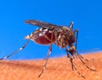 mosquito-2