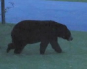 black-bear-back-in-indiana