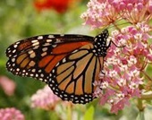 monarch-butterfly-on-milkweed