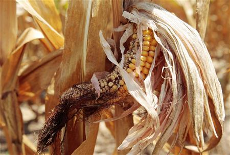 corn-plants-are-seen-in-a-drought-stricken-farm-field-near-evansville