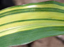 corn-leaves-yellow-stripes
