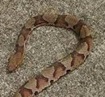 copperhead-snake
