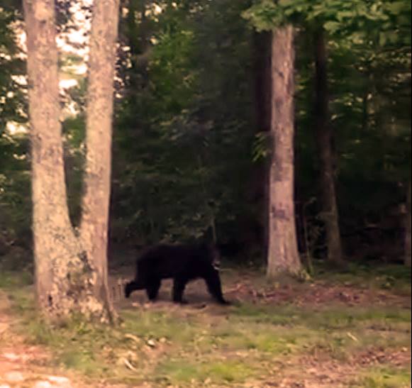 black-bear-in-scott-county