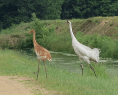 whooping-cranes