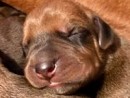 vincennes-animal-shelter-hound-puppy-delivery