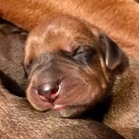vincennes-animal-shelter-hound-puppy-delivery