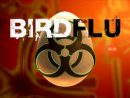 bird-flu-2-2