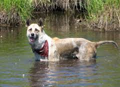 dog-in-water-leptospirosis-story