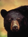 indiana-black-bear