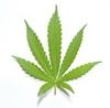 marijuana-leaf-5