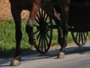 horse-and-buggy-hooves-and-wheels