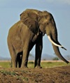 tanzania-wildlife-poaching