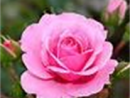 queen-lee-pink-rose