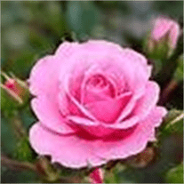 queen-lee-pink-rose