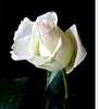 meng-white-rose