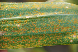 southern-rust-of-corn